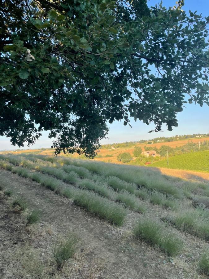 La Ca Dal Non Bioagriturismo - Alpenice Savignano sul Panaro 外观 照片